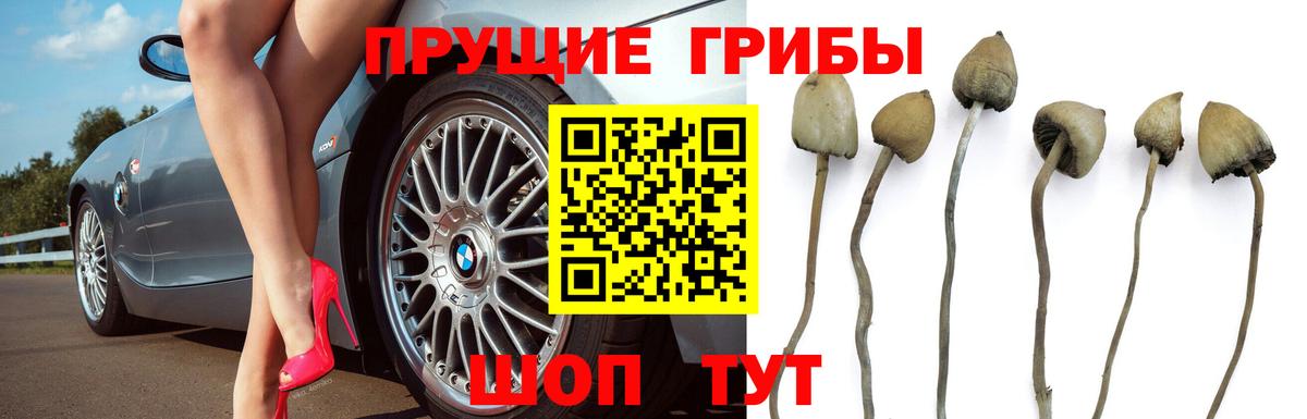 Псилоцибиновые грибы GOLDEN TEACHER  Вход с VPN  Можайск  Галлюциногенные грибы Psilocybe 